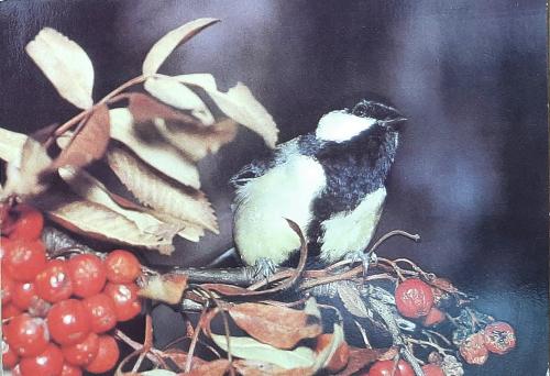 A black-capped chickadee sits on a branch of a rowan.