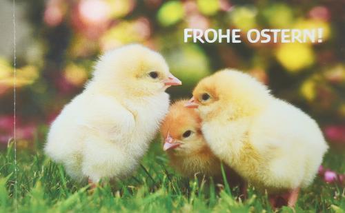 Happy Easter greeting card with cute little chicken on green grass background.