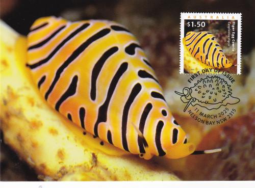 A stamp printed in the Philippines shows Nudibranch, series, circa 2008