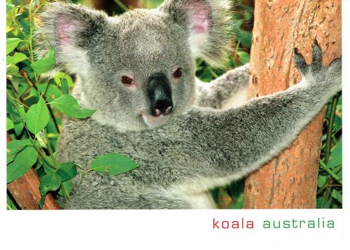 Koala bear on the eucalyptus tree in Australia