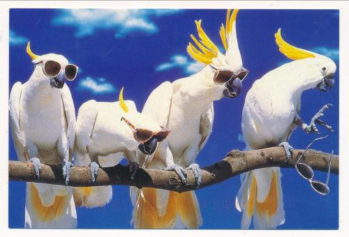 USSR - CIRCA 1980: A postcard printed in USSR shows image of the Cockatoo (Cacatua galerita), circa 1980
