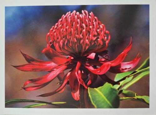 Red flower of a pincushion protea (Etlingera elatior)