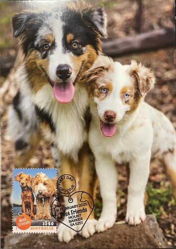 Australian Shepherd dog in the park. Postage stamps for dogs.