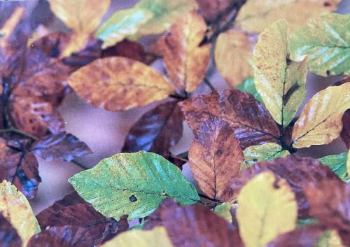 Autumn leaves in the forest. Selective focus. nature.