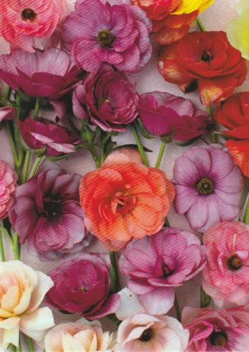 floral background with pink, yellow and red ranunculus flowers