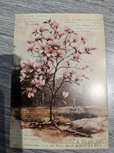 The magnolia blossom on the background of an old photo album