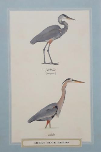 Great blue heron, Ardea herodias, watercolor illustration.
