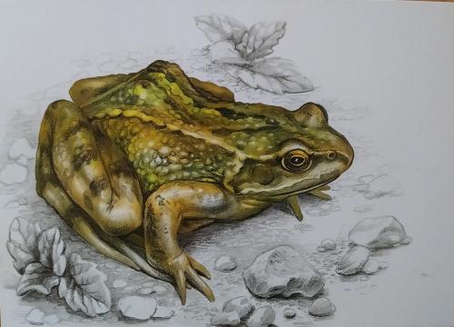 drawing of a frog on a white background, watercolours