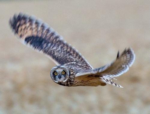 Long eared owl (Bubo bubo) in flight