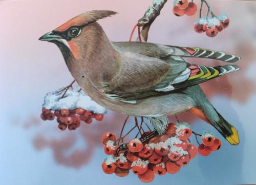 The waxwing sits on a branch of rowan and eats berries.