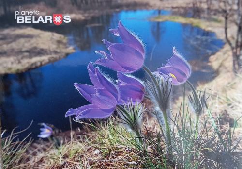 Pulsatilla grandis, also known as the prairie crocus, is a species of flowering plant in the family Ranunculaceae.