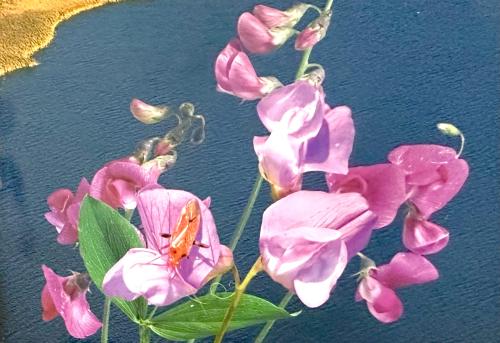 Butterflies on a flower of a sweet pea plant.