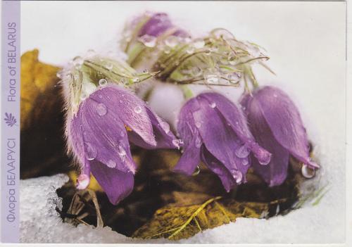 USSR - CIRCA 1987: A postcard printed in USSR shows Pulsatilla patens, circa 1987