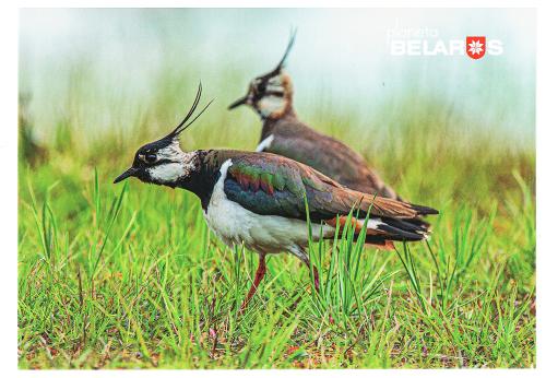 Northern Lapwing (Vanellus vanellus) on the grass