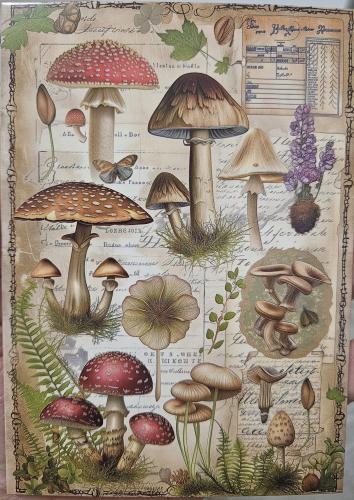 Mushroom collection on the old book. Hand-drawn illustration.