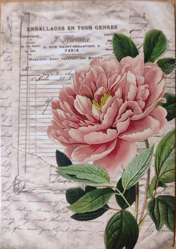 pink peony flower on old music sheet, close-up