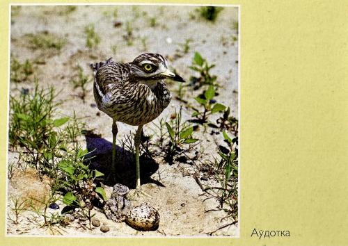 USSR - CIRCA 1988: An old postcard from the USSR shows a Burmese Thick-knee (Burhinus arvensis).