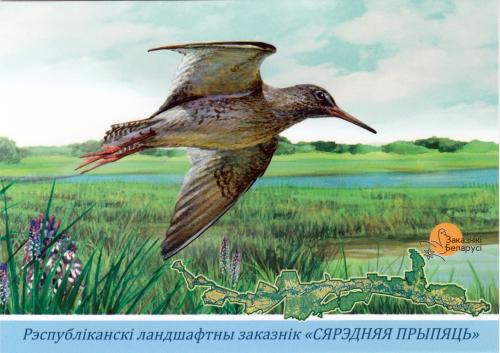 Redshank (Tringa totanus) on a map