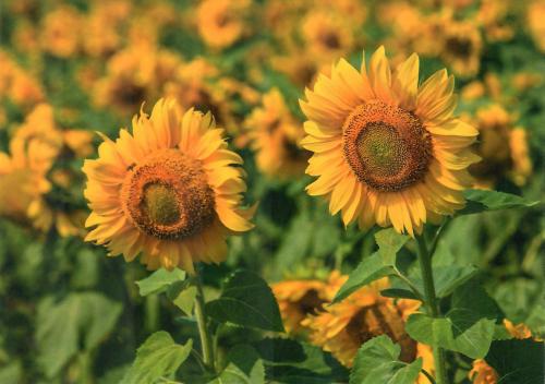 Sunflowers in a field of sunflowers on a sunny day