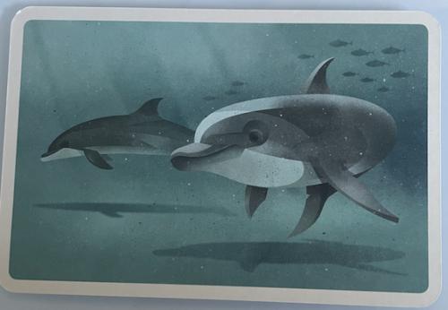 Dolphins in the water. Picture from the series. Sea life.