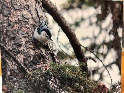 Nuthatch on a tree in the forest. Photo in old color image style.
