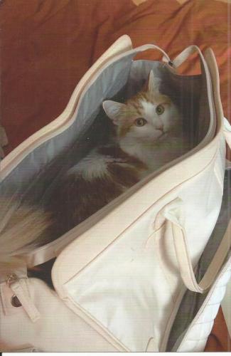 A cat in a bag. A cat in a bag. A cat in a bag.