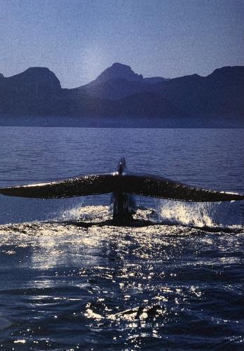 Humpback whale in Lake Tahoe, California, USA.