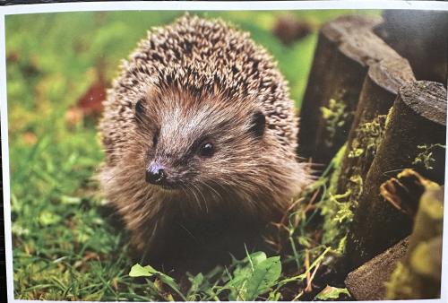Hedgehog in the grass. Hedgehog in the park.