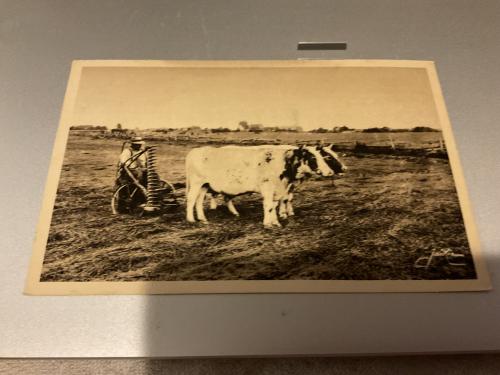 Old photo of a cow and a bull on a white background.