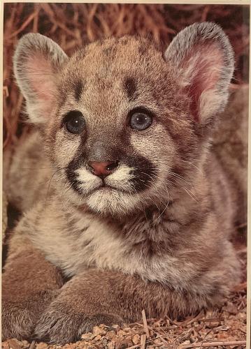 Cute puma cub in the zoo. Close-up portrait.