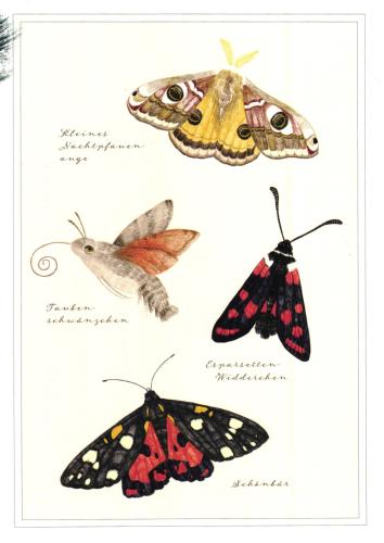 Vintage postcard with butterfly and moth. Hand drawn illustration.