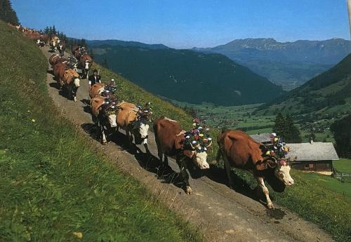 Cows on the road in the Swiss alps in summer.