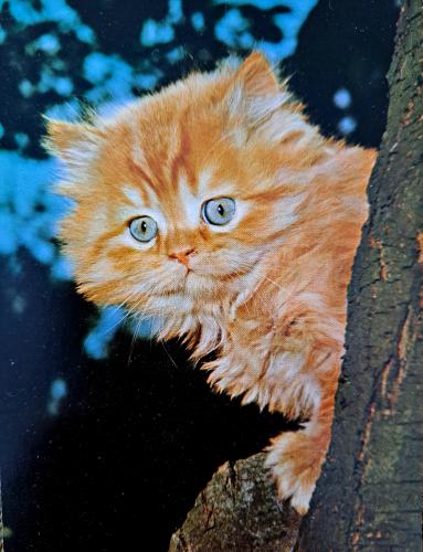 Cute ginger kitten sitting on a tree branch and looking at the camera