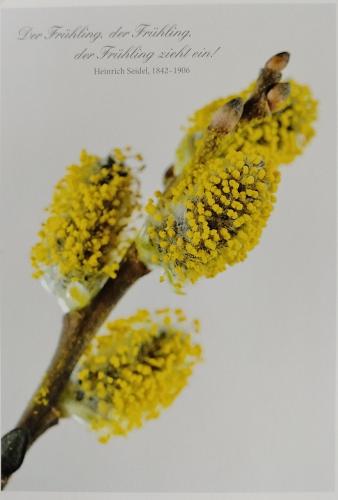 Willow branch with yellow flowers and buds on a white background.