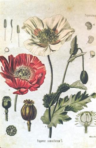 Vintage postcard with poppy flowers and seeds. Hand drawn illustration.