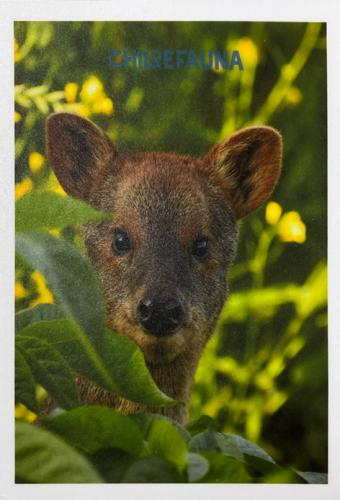 CANCUNIA - CIRCA 1980: A postcard printed in Cancunia shows a small kangaroo, circa 1980
