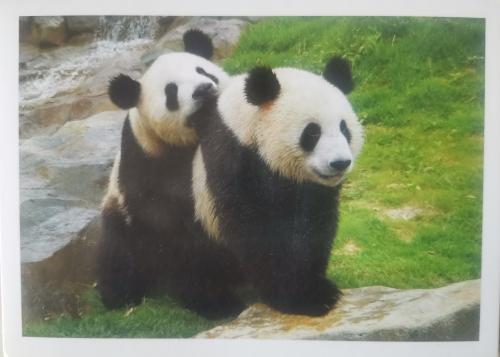 Giant panda in the zoo. An old postcard.