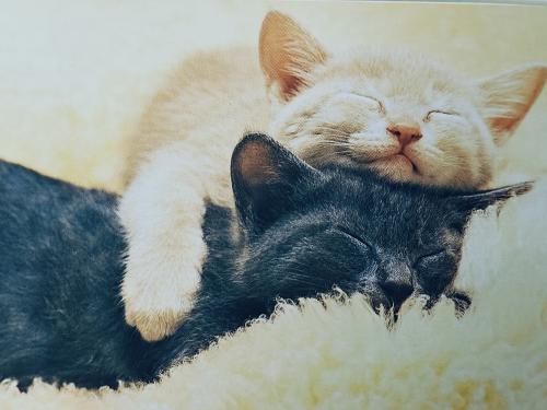 Cute cat sleeping on the couch. Cozy home concept.