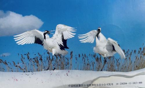 The Red-crowned crane, Grus japonensis
