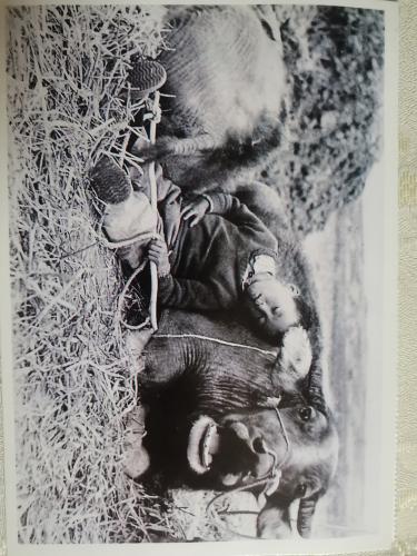 Vintage photo album with a picture of a baby and an elephant