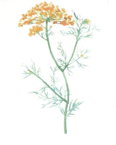 Watercolor drawing of yellow yarrow. Hand drawn illustration on white background.
