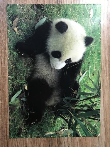 A giant panda eating bamboo in a zoo, looking at the camera