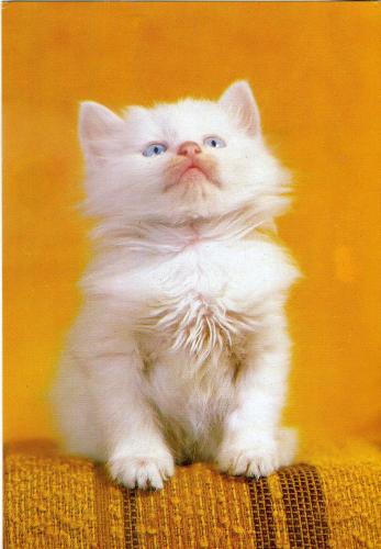 White kitten with blue eyes on a yellow background. White kitten with blue eyes.