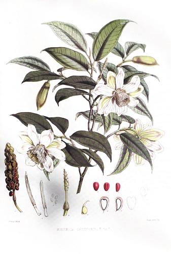 Hand drawn botanical illustration of Magnolia tree branch with flowers and leaves.
