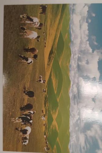 Cows in a field of green grass with blue sky and clouds
