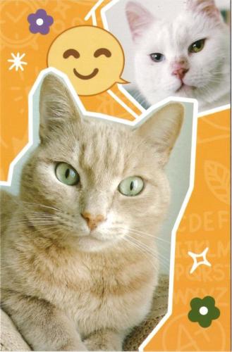 Cute cat with a funny face on a colorful background. The cat is looking at the camera.