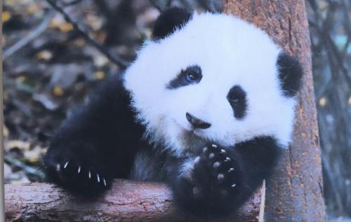 A giant panda in the zoo, Chengdu, China.