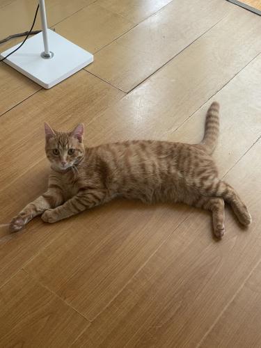 Domestic cat lying on the wooden floor. The cat is resting.