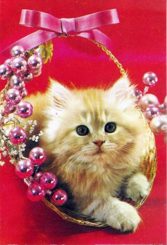 Cute kitten in a basket with christmas ornaments.