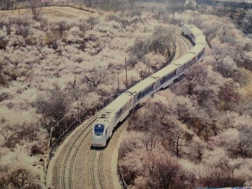 Aerial view of a train moving through a forest in winter.